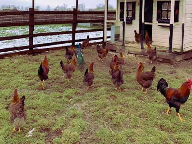 Інкубаційне яйце Вельзумер. Курчата. Птиця.