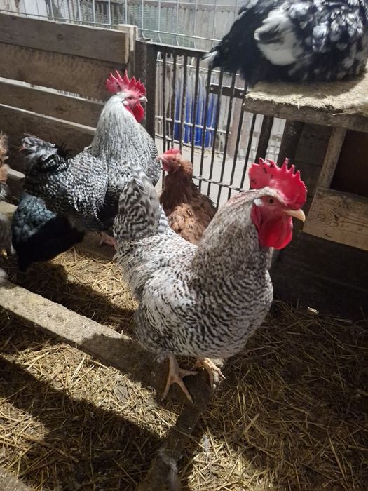 Koguty z wolnego wybiegu