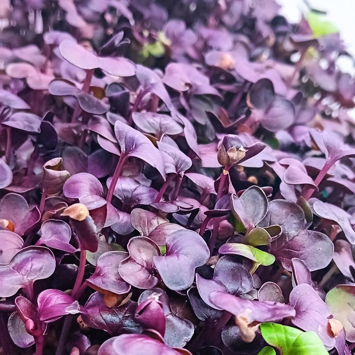 Micro greens/vegetais