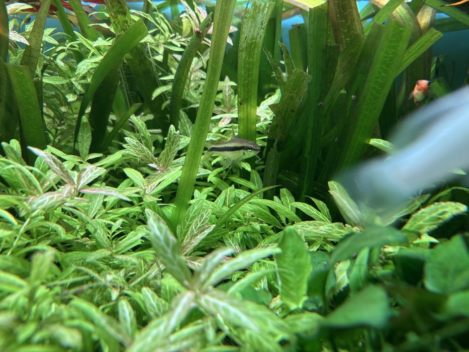 3 Crossocheilus siamensis