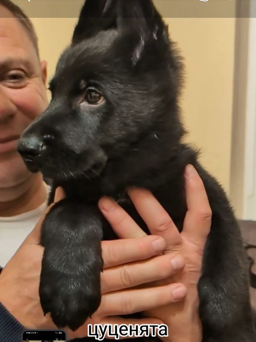 Щенки немецкой овчарки