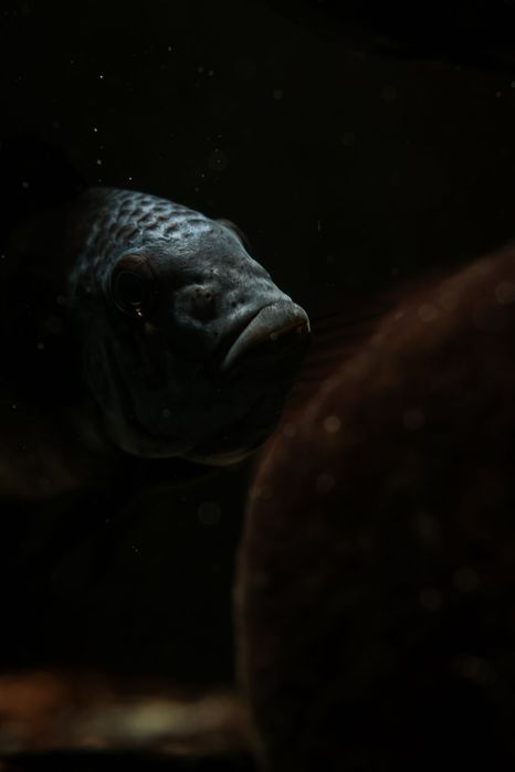 Ciclideos do tanganyika, Tropheus duboisis