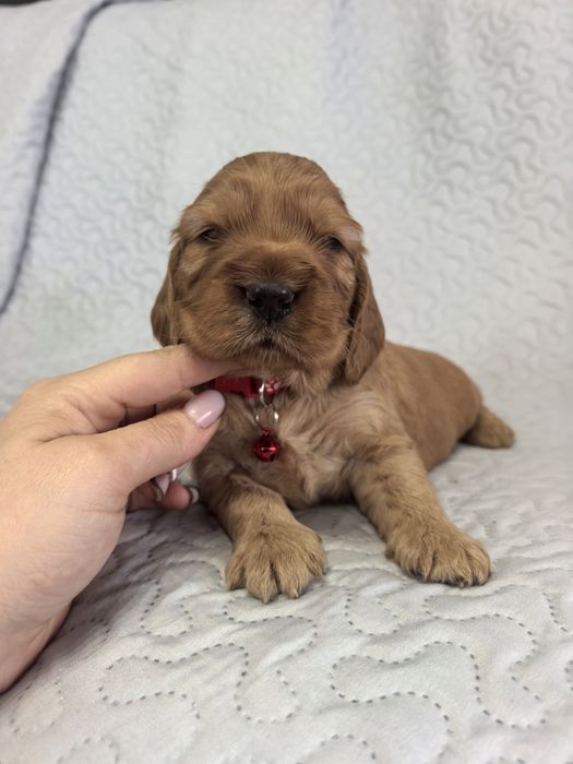 Śliczna suczka  cocker spaniel