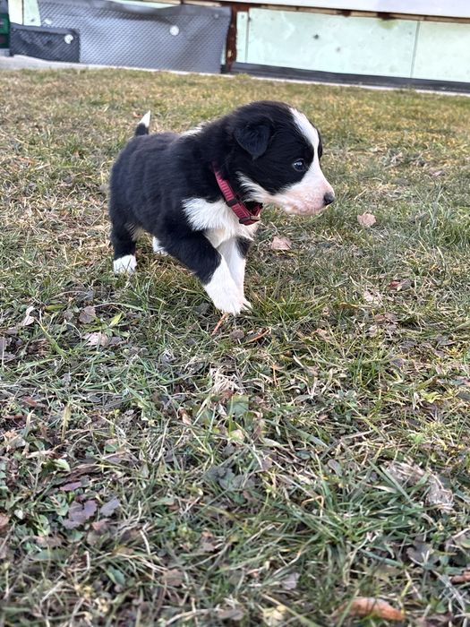 Czarno-Biała suczka Border collie