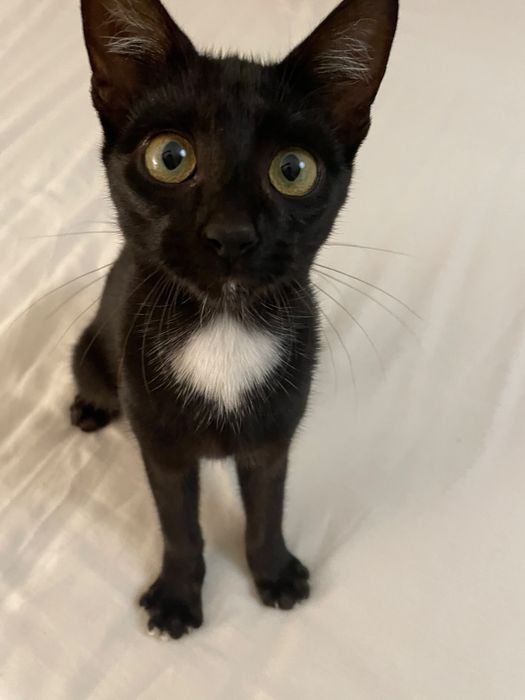 Sou o Jiji, um gatinho muito fofinho e educado