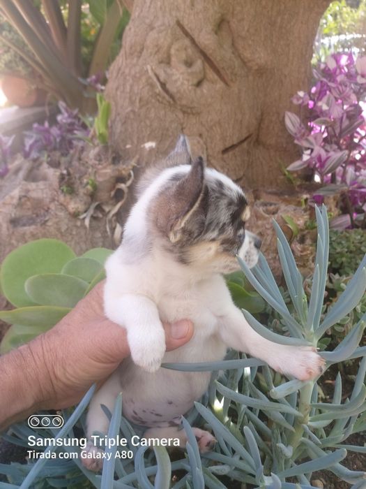 Lindo chihuahua machinho