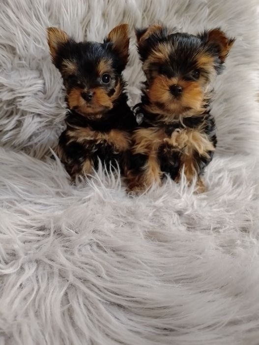 Yorki 2 miesięczne psy