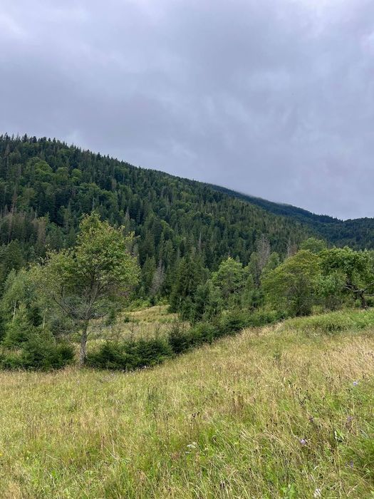 Земля Карпати Микуличин 25 сот біля потічка, будівництво,норм дорога