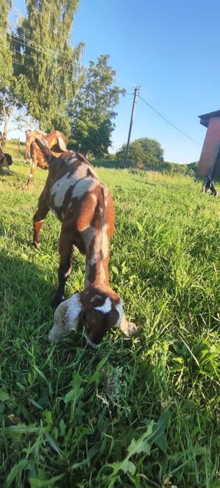 Англо-Нубійські кози 100%