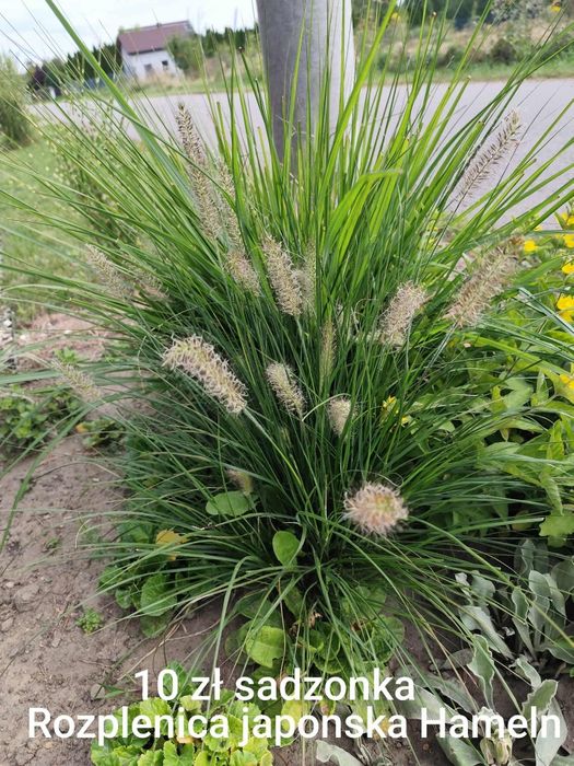 Nadwyżki z ogrodu . Trawy .