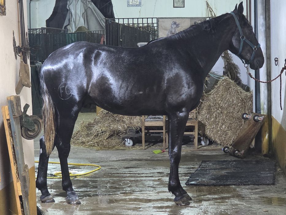 Puro Sangue Lusitano