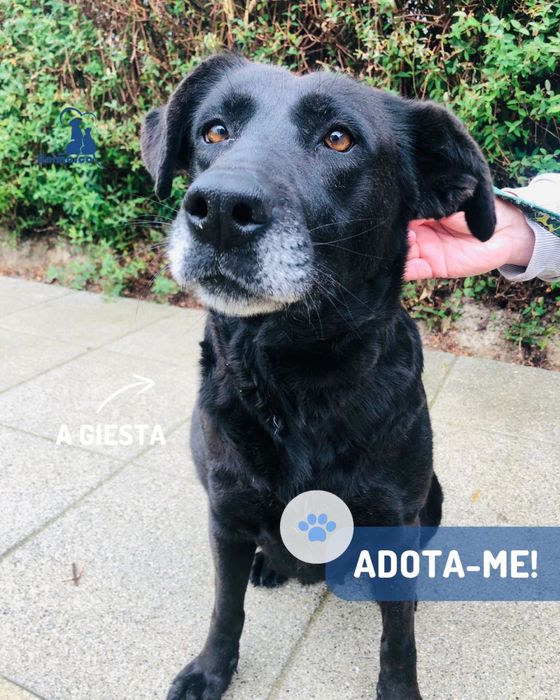Giesta cadela para adoção