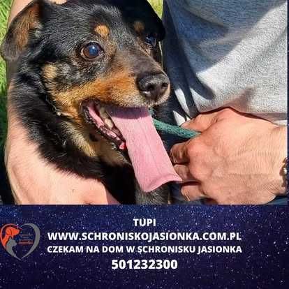 TUPI do adopcji – Schronisko Jasionka