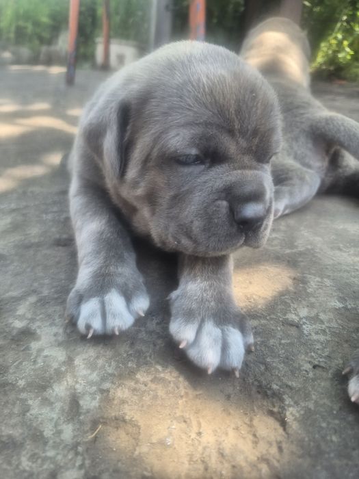 Продам щенклв кане корсо