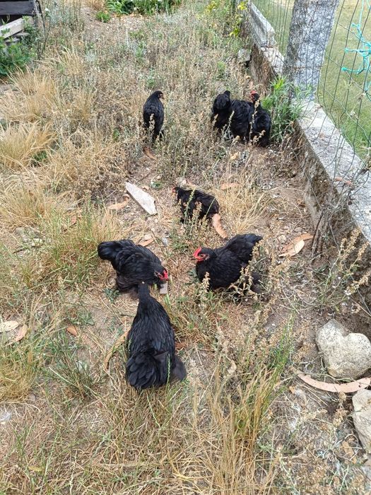 Pekins black lindos