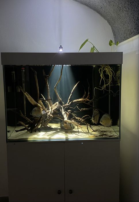 Wild Discus (Discus Selvagens)