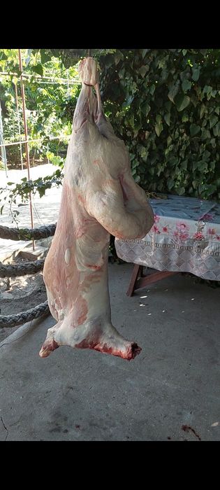 Курдючные бараны,ярки.
