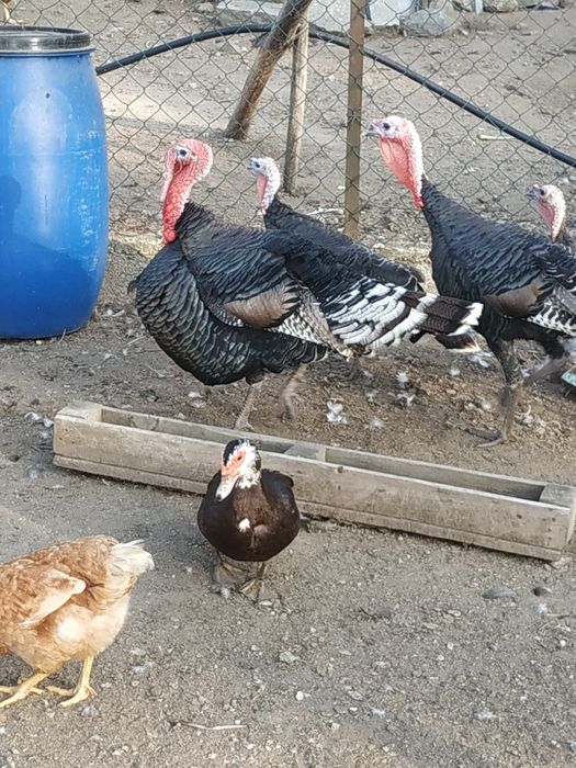 Perus e peruas para venda