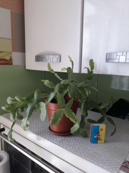 Цветы для дома и для офиса.