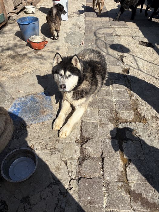 Маламут в хорошие руки