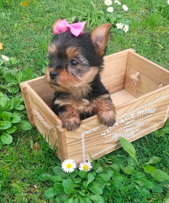 Yorkshire Terrier fêmea