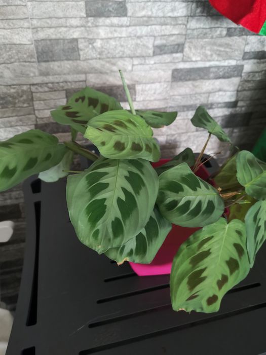 Planta da oração