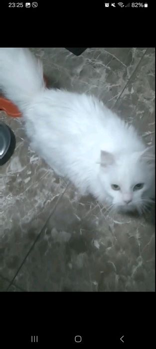 Біла кішечка, стерилізована