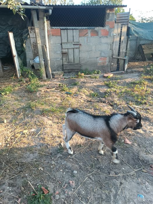 Cabrito para venda com 5 meses.