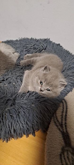 Kot Brytyjski Krótkowlosy