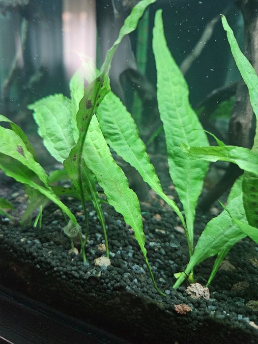 Samambaia de java (Java fern)