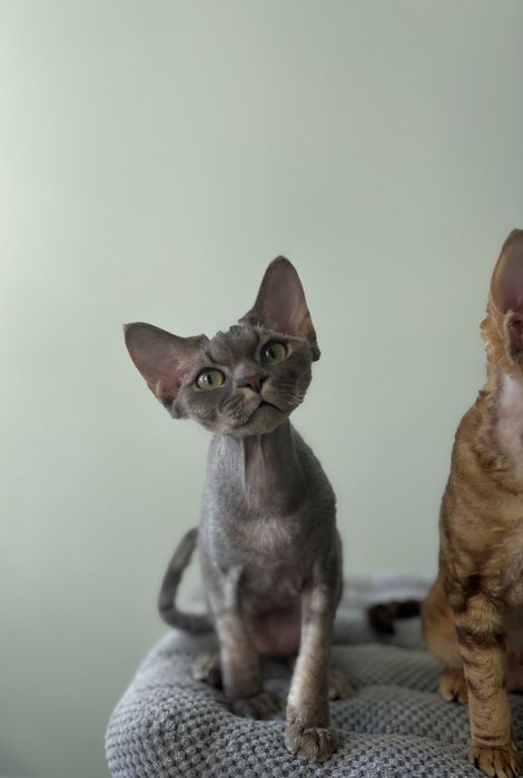 Devon Rex niebieski chłopiec