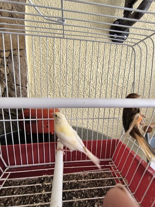 Cedo canários machos a cantar, com várias cores