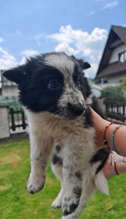 Szczeniak Border Collie