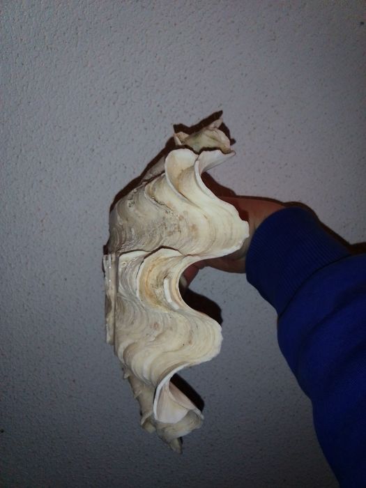 Conchas Tridacna antigas