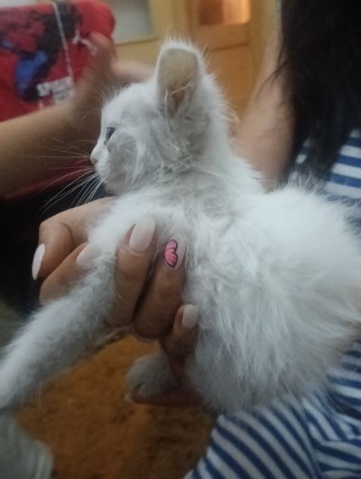 dois gatos olho de cada cor