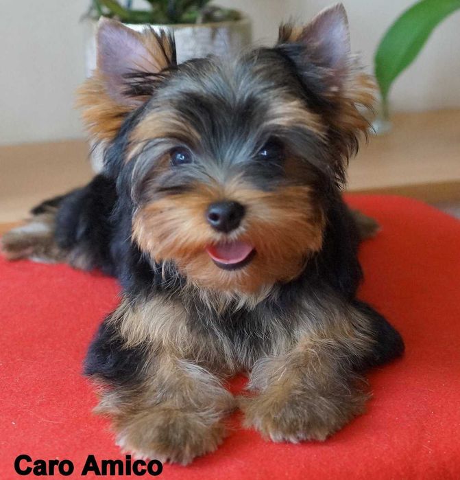 Yorkshire Terrier  -FCI ZKwP