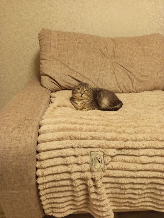 Котик кастрований в добрі руки
