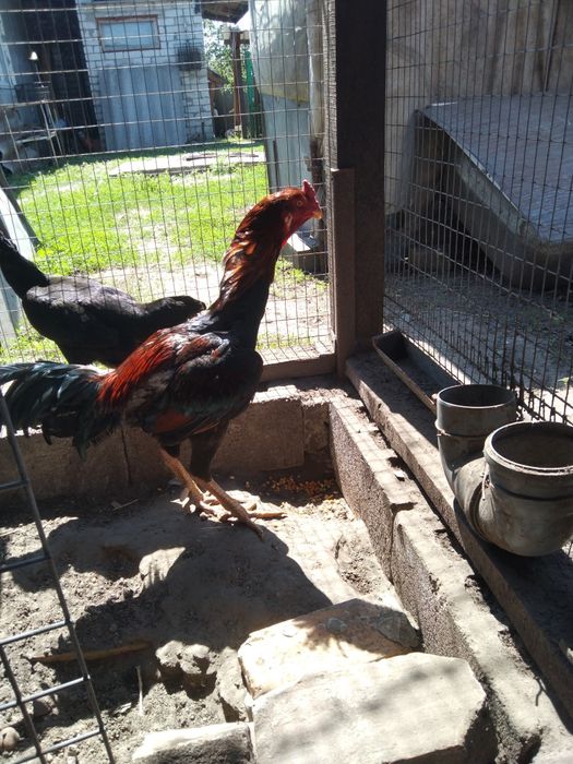 Кури Шамо 1500 грн