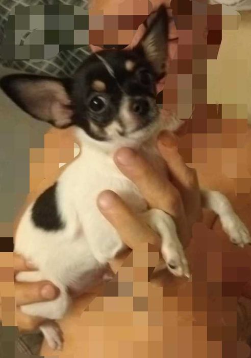 Chihuahua sunia tri color mini