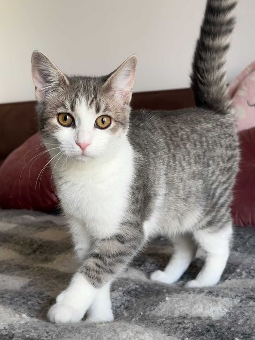 Серебристая Малышка Луна - 6 мес