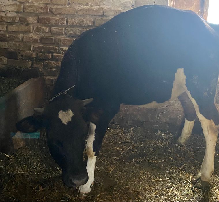 Продається телиця