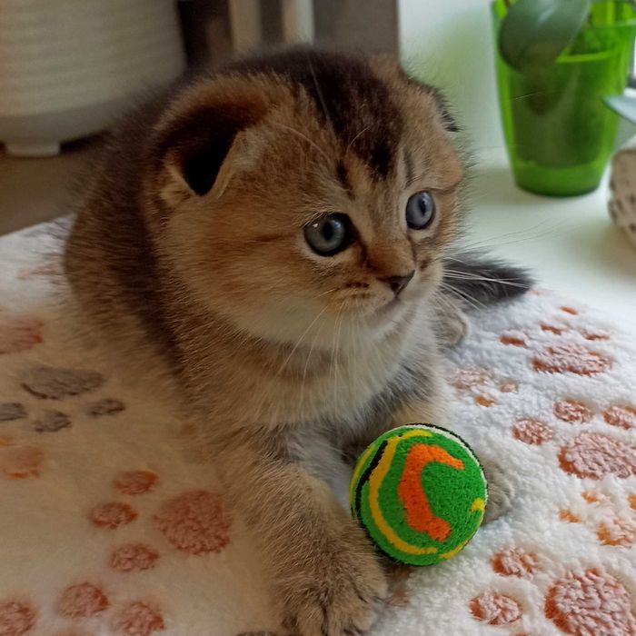 Кішечки золоті шиншили