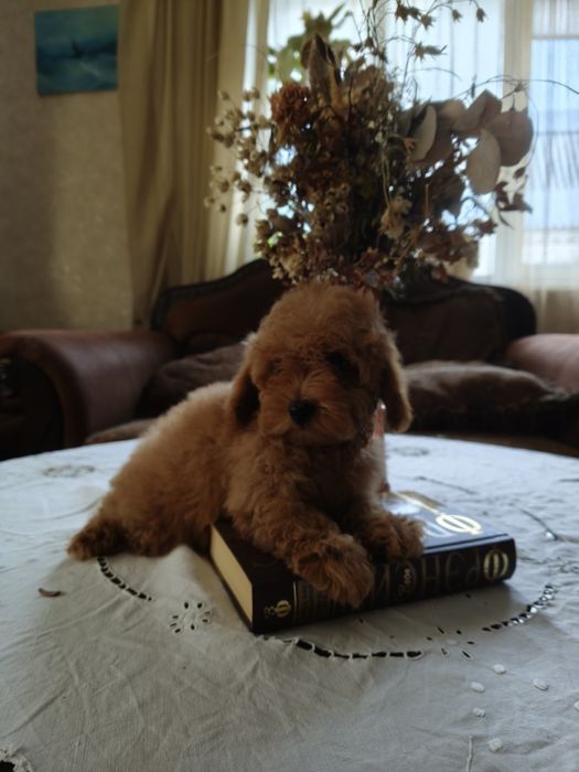 Той пудель девочка без брака документы КСУ