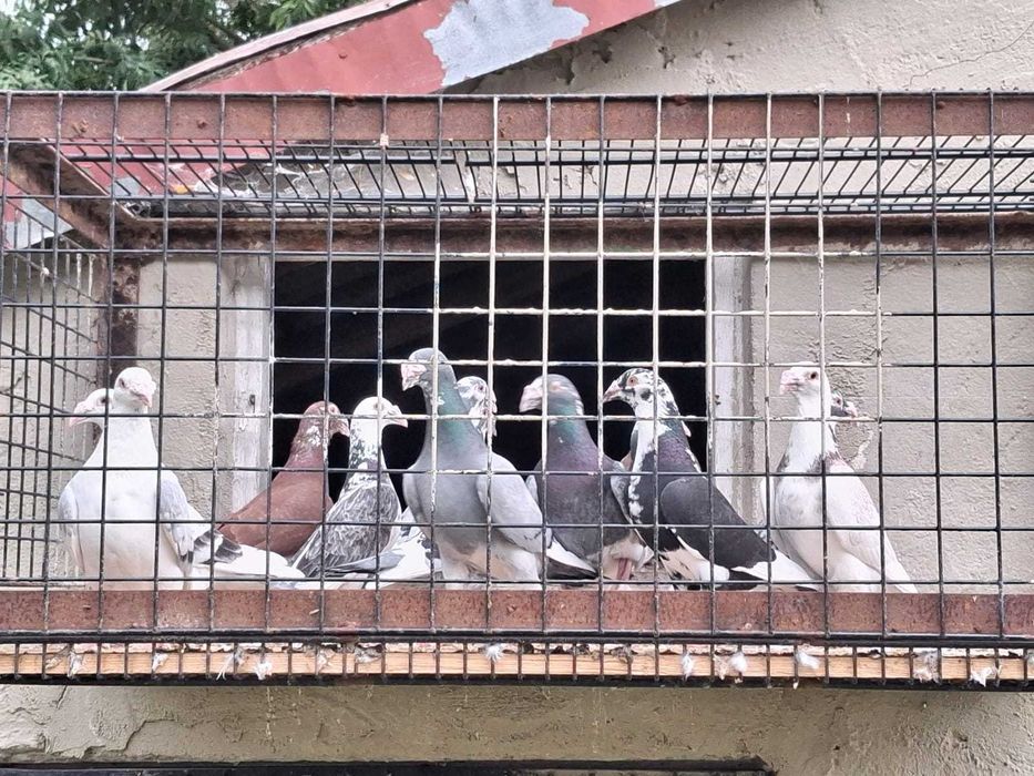 Sprzedam Gołębie  Staropolskie