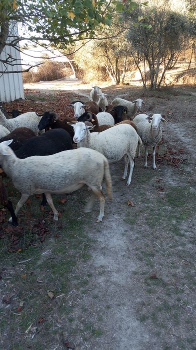 Ovelhas lacaune e bordaleiras