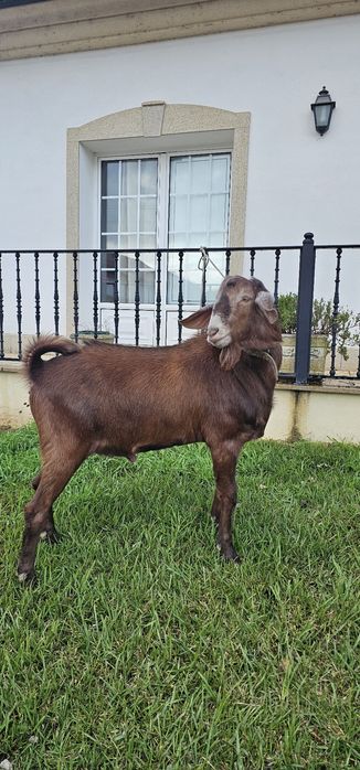 Macho Anglo Nubiana cruzado, com 10 meses