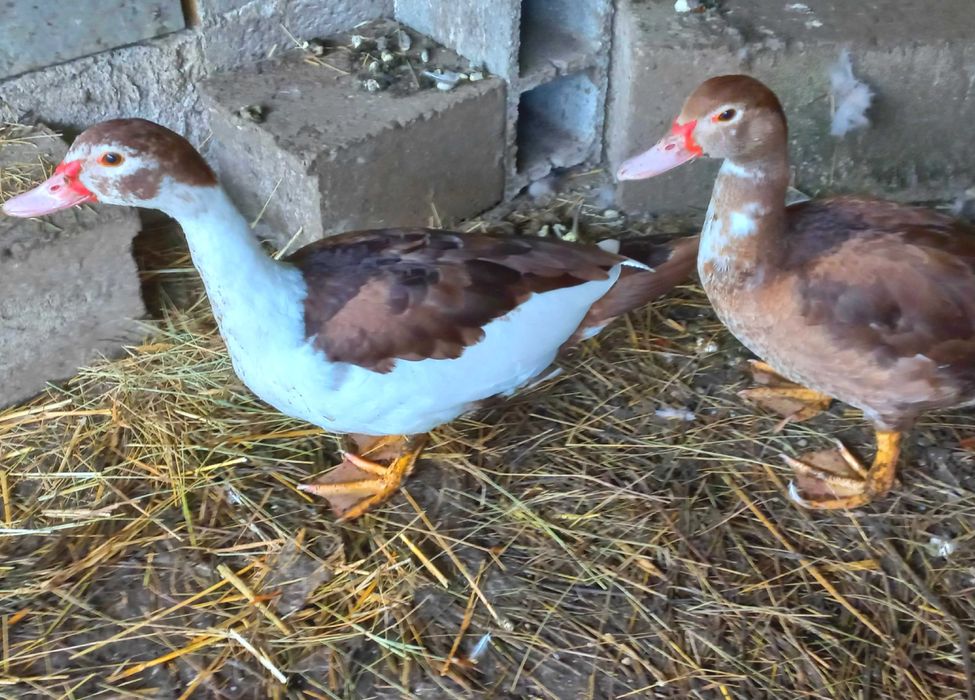Casal de Patos mudos de cor chocolate