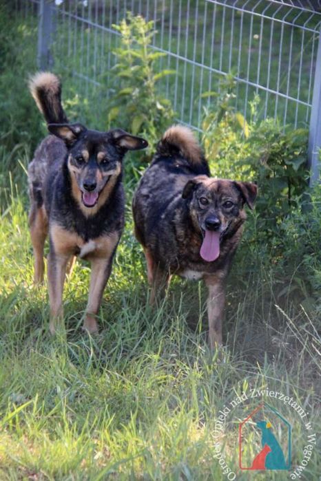 Mały,  bardzo przyjazny piesek Baldo szuka domu! Adoptuj!