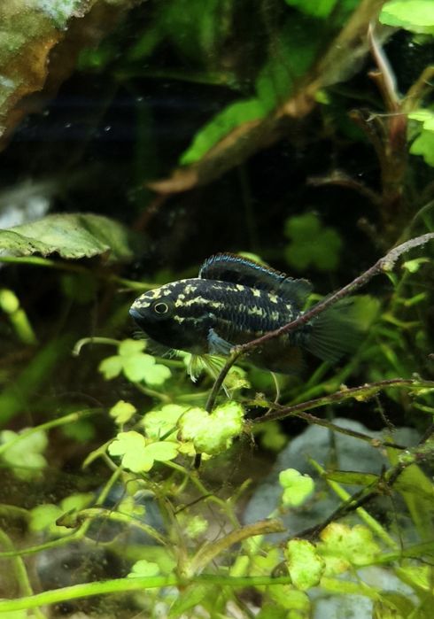 Nannacara anómala - Juvenis