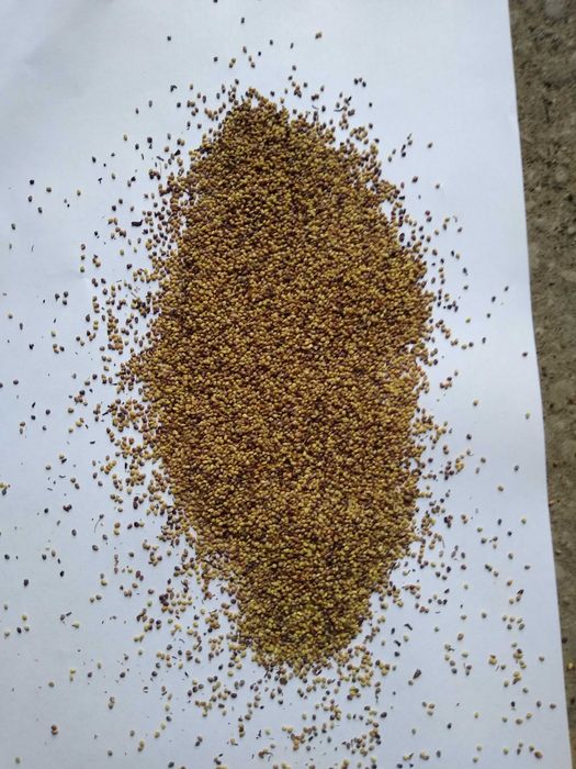 Ekologiczna koniczyn trawa lucerna tymotka lucerna,gorczyca